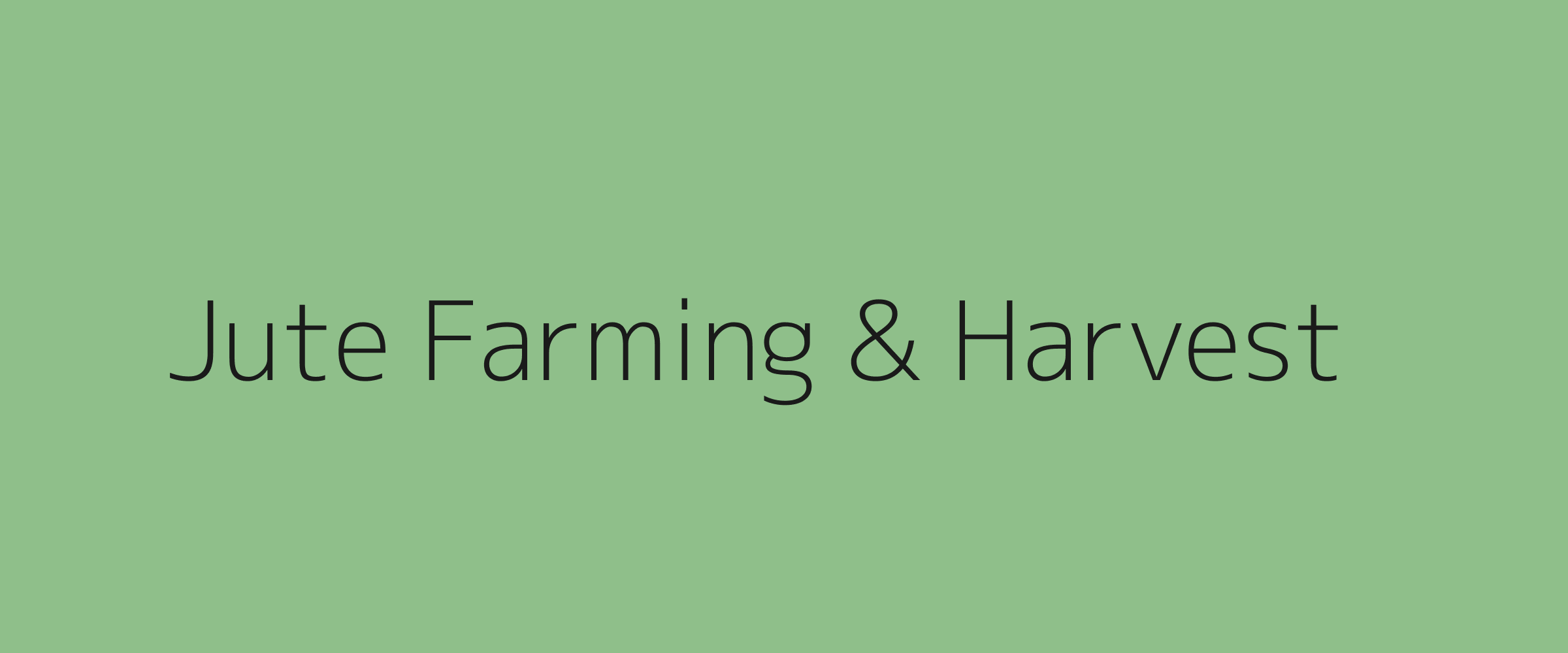 Jute Farming and Harvest